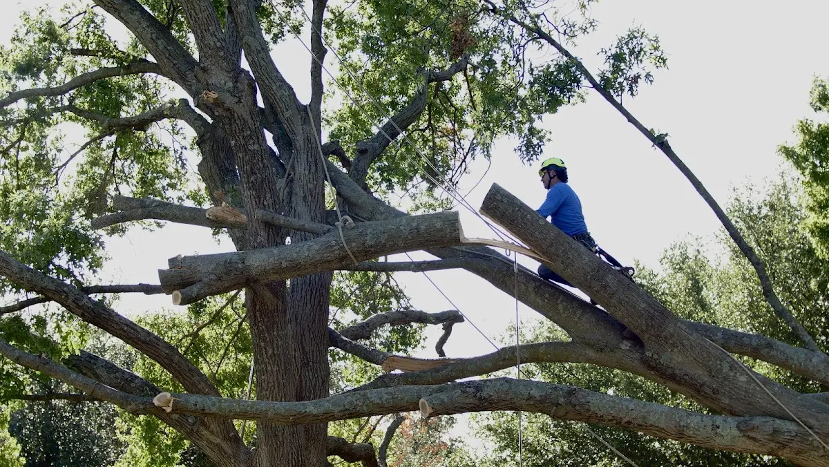 Professional Crown Thinning performed by certified arborists in Goshen