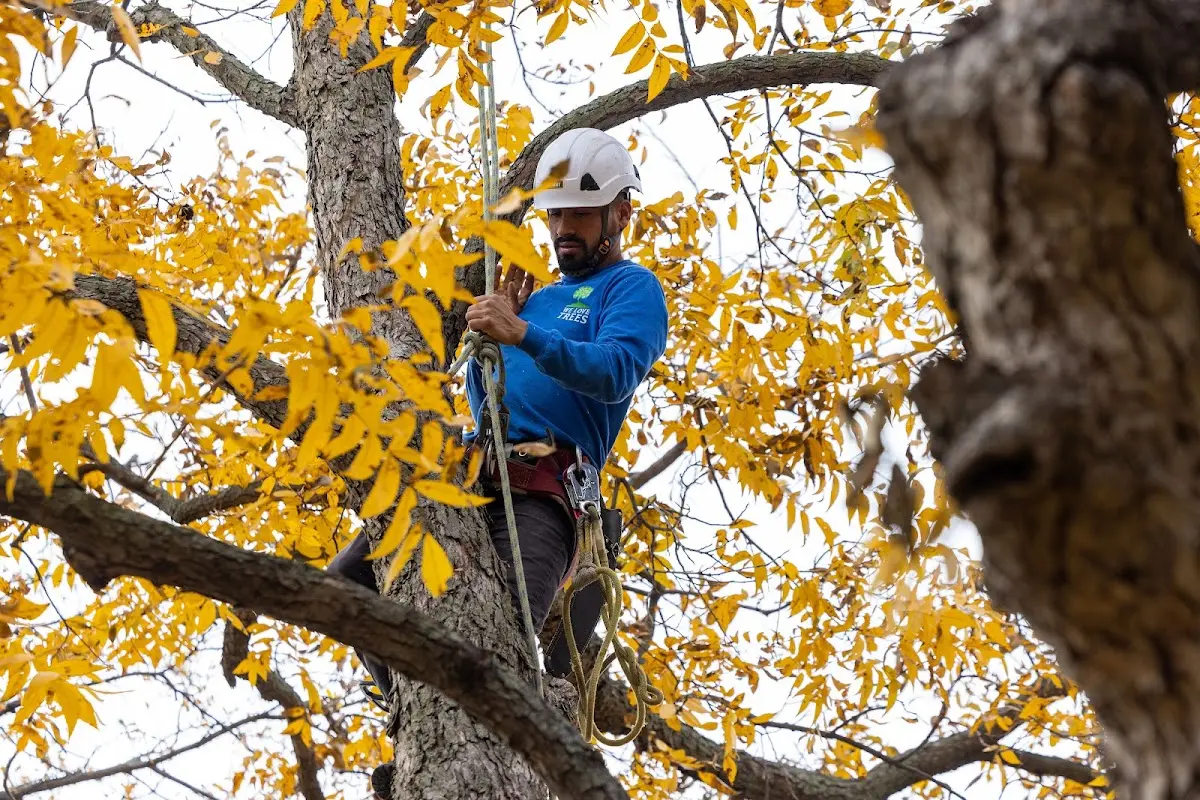 Skilled Tree Pruning crew working in Goshen